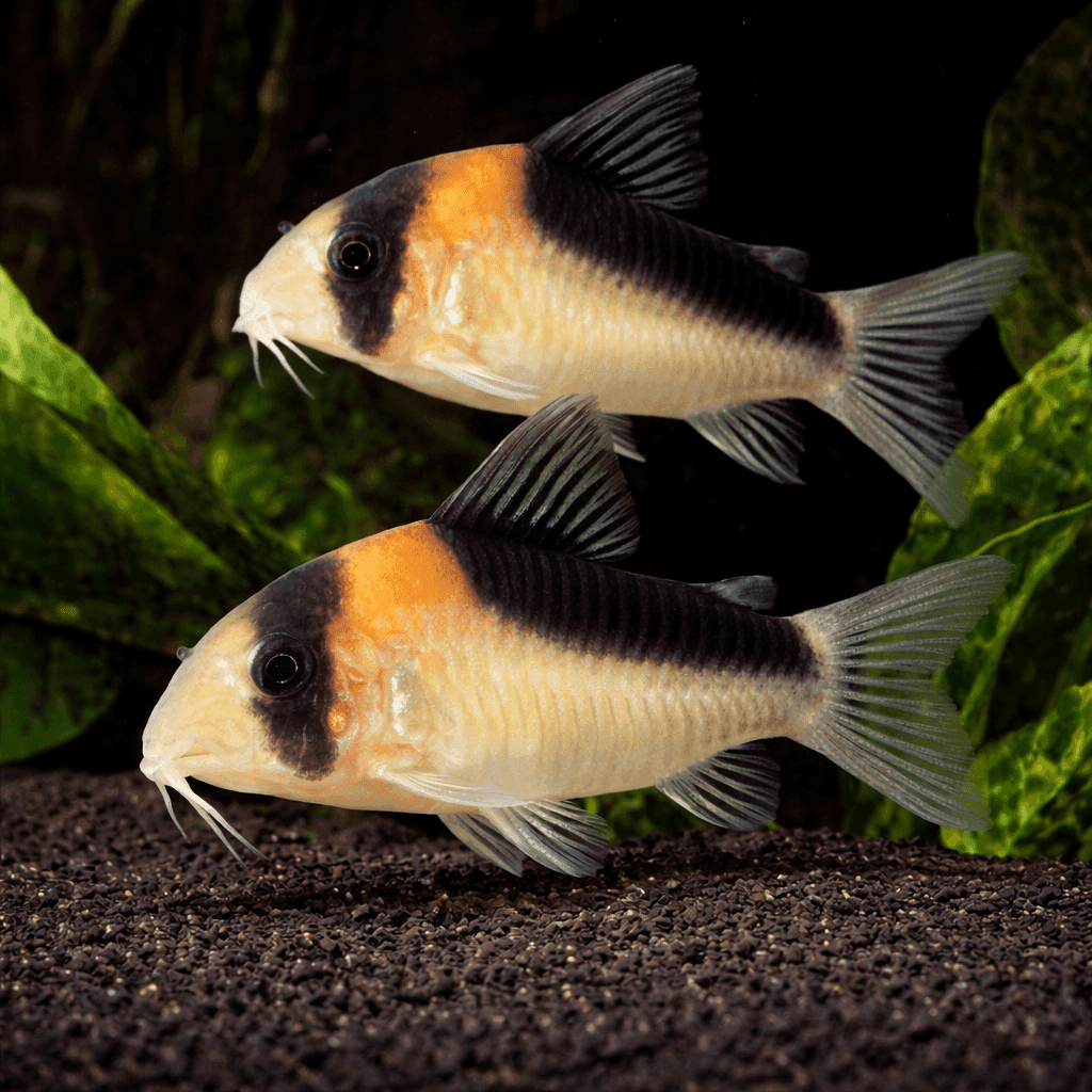 Corydoras Adolfoi