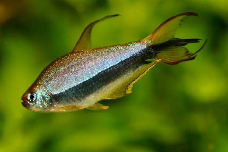 Keizer Tetra