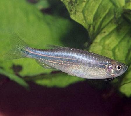 Blauwe Tetra