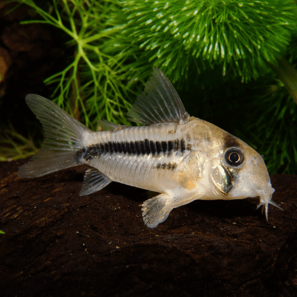Corydoras Axelrodi