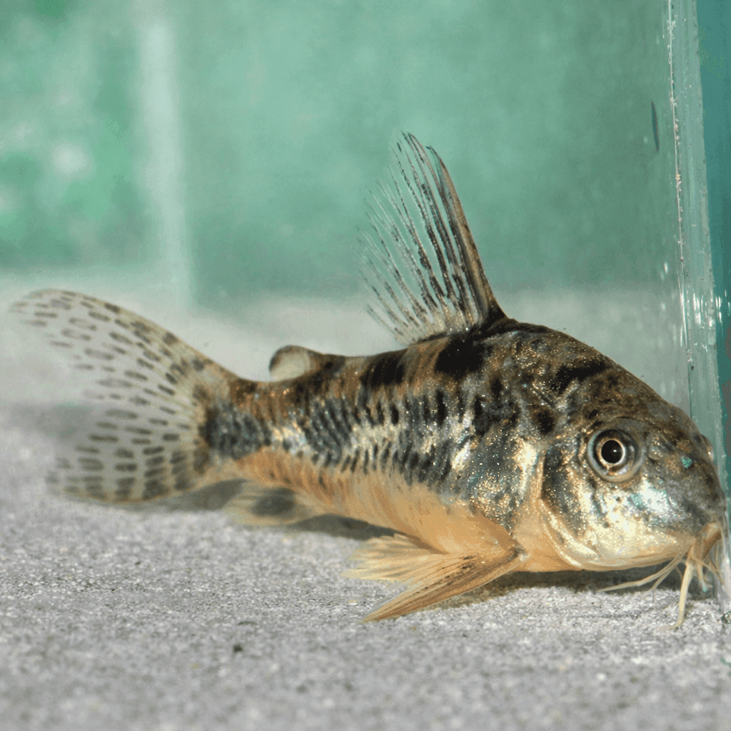 Corydoras Paleatus
