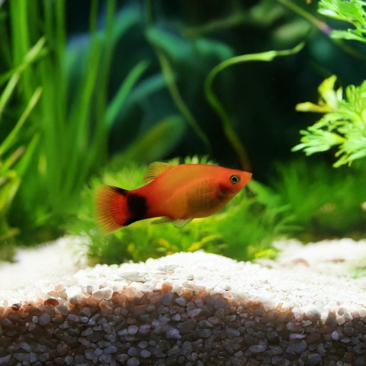 Platy Mickey Mouse