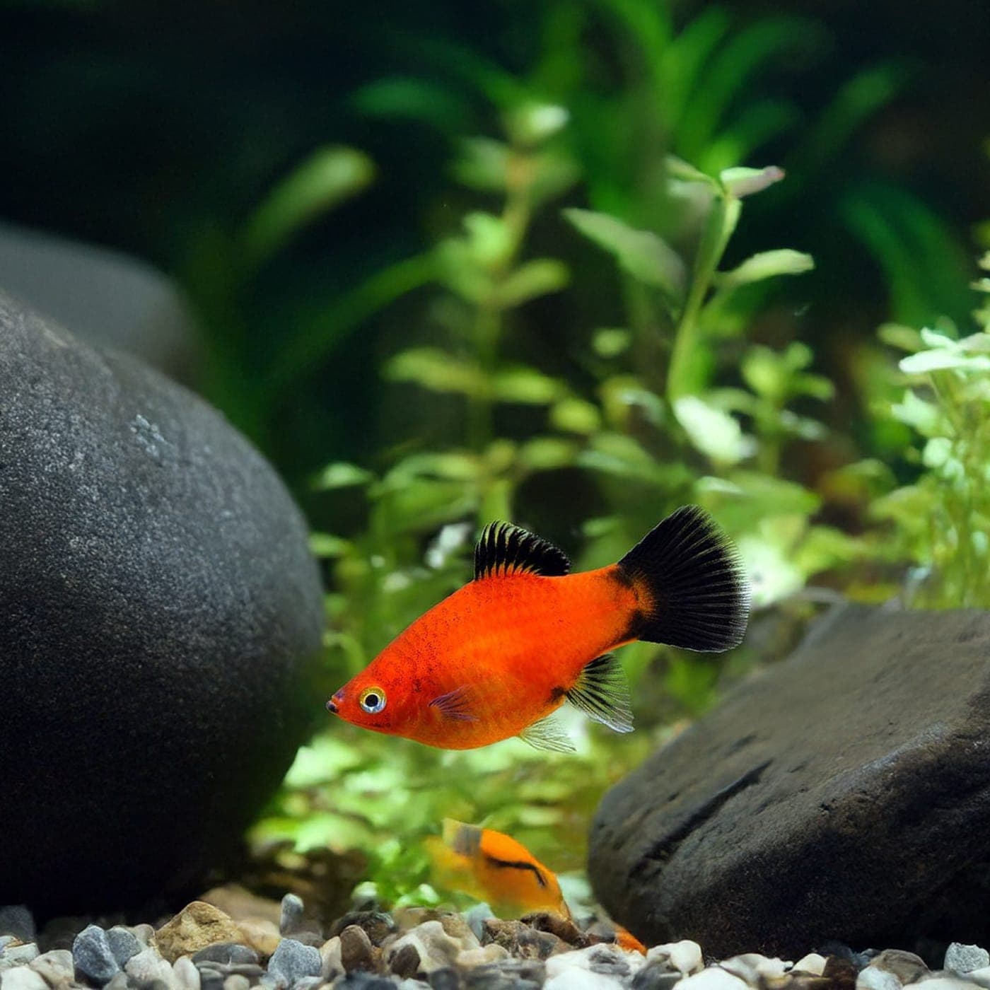 Platy Red Wagtail
