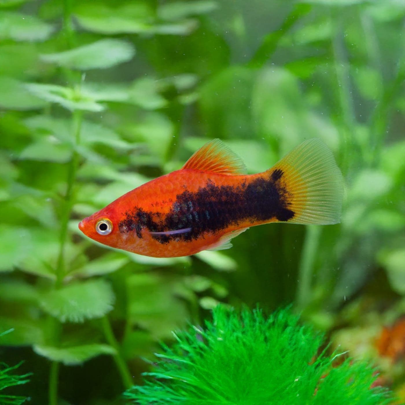 Platy Tuxedo