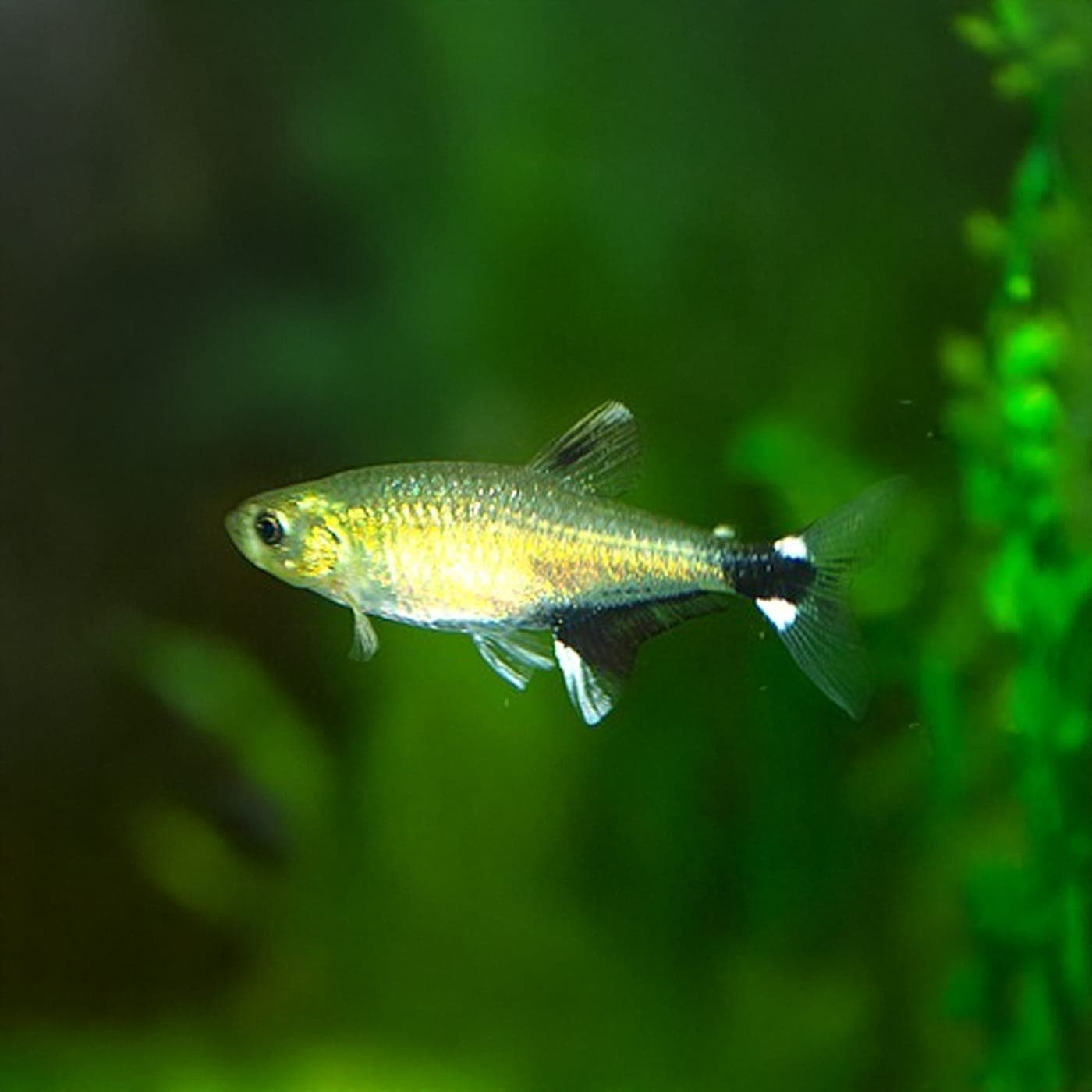 Witte Vlek Tetra