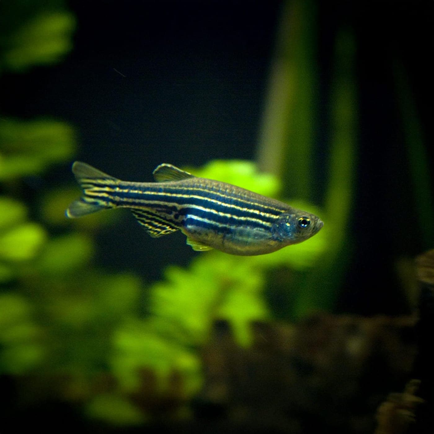 Zebra Danio