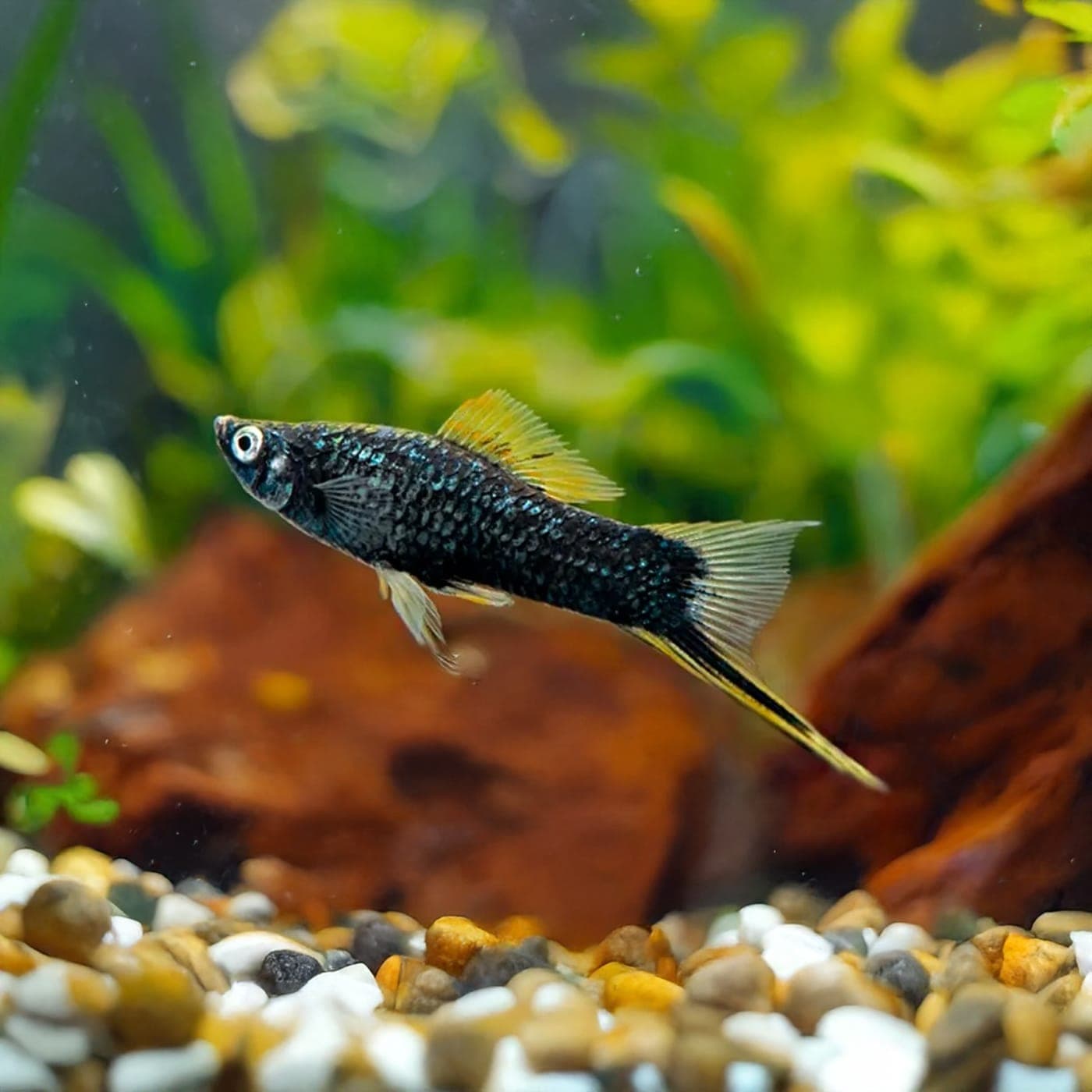 Zwaarddrager Black