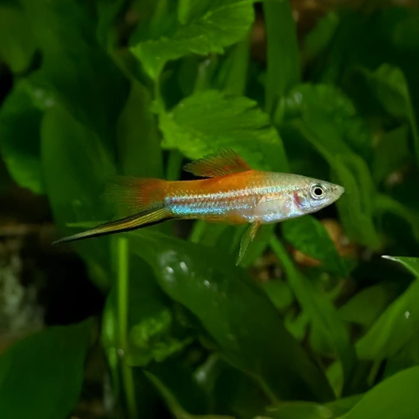 Zwaarddrager Neon