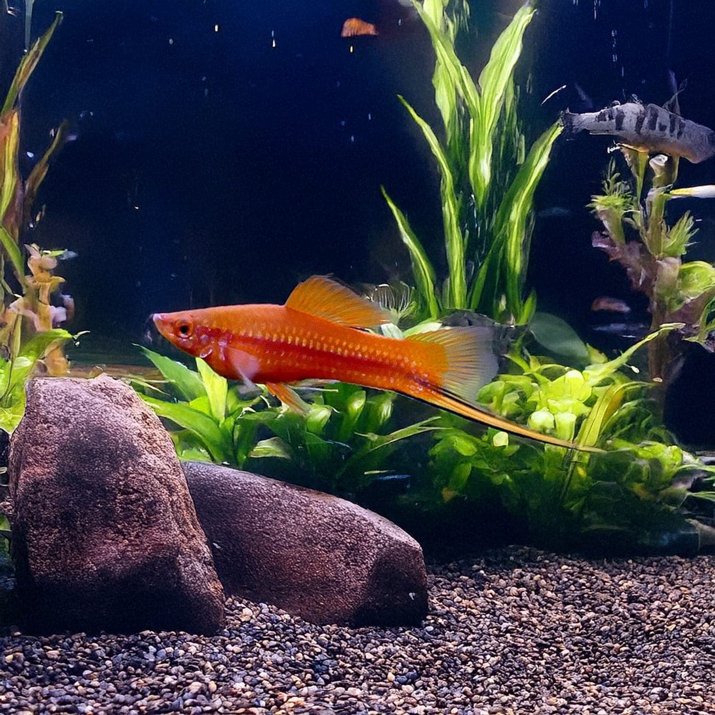 Zwaarddrager Red