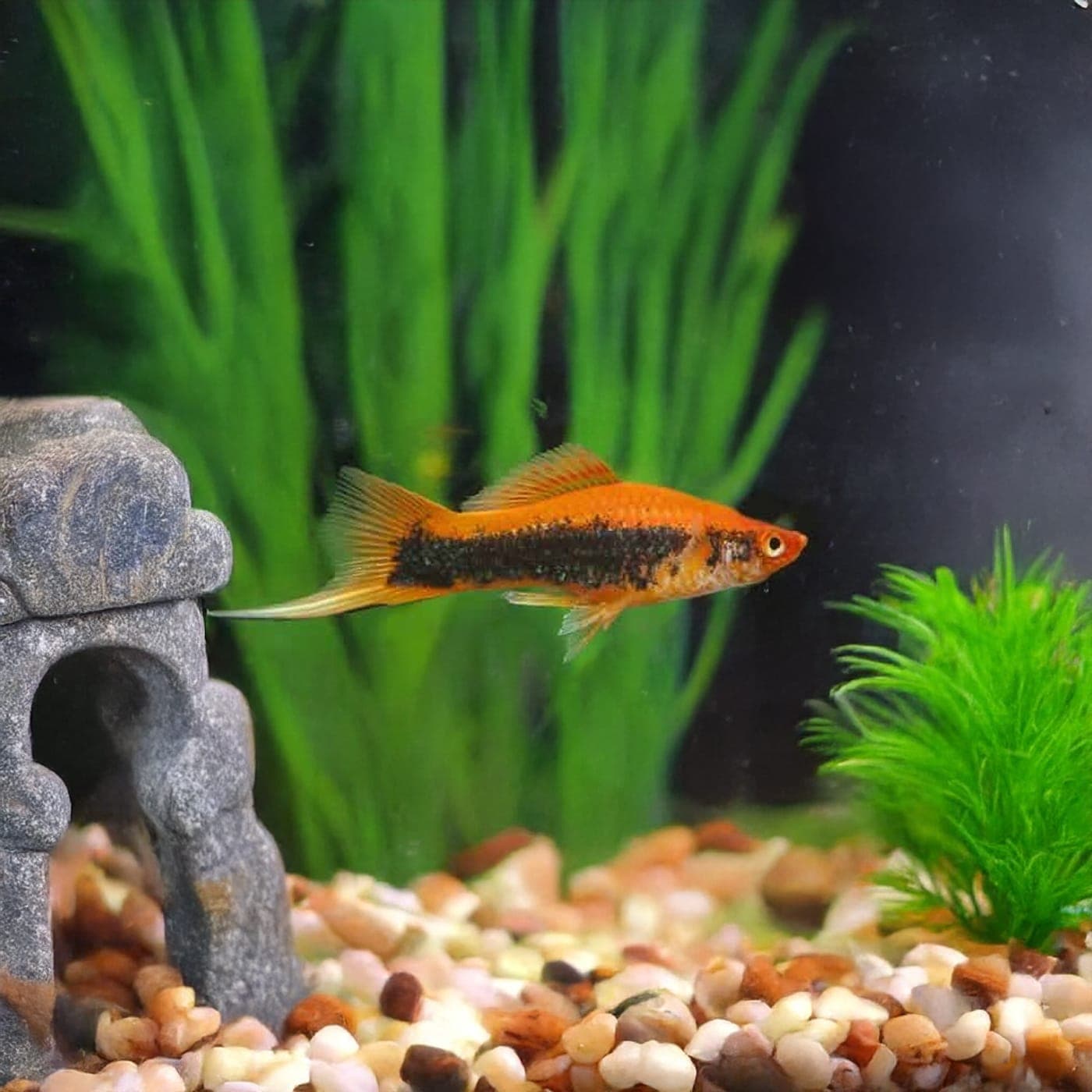 Zwaarddrager Tuxedo