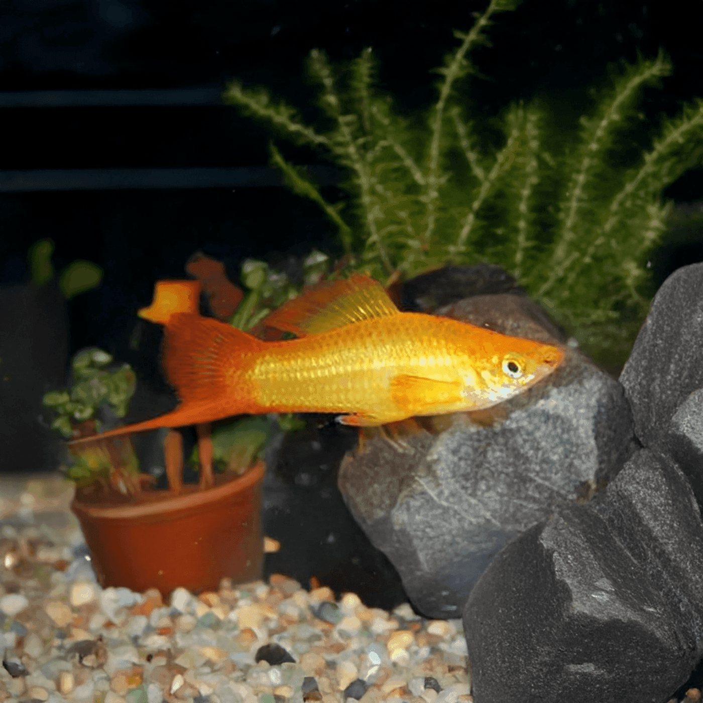 Zwaarddrager Gold