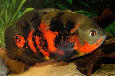 Pauwoogcichlide
