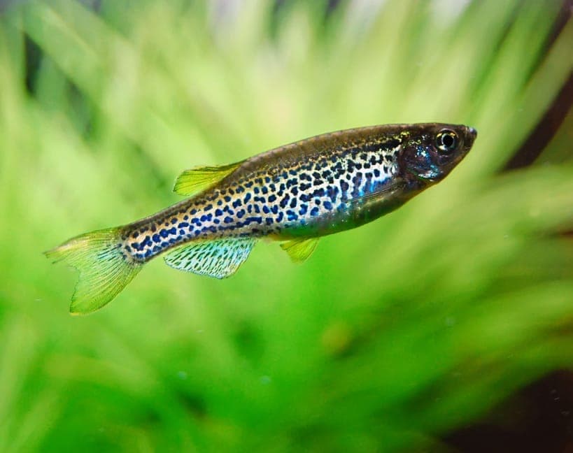 Luipaard Danio