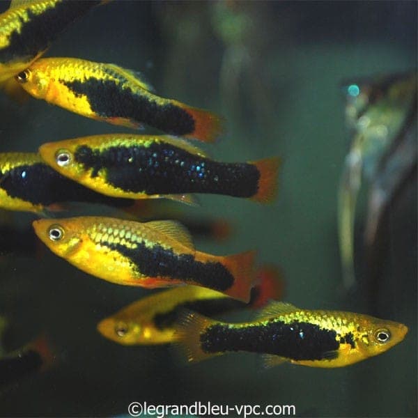 Platy Hawaii