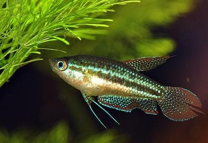Kleine Knorgourami (Trichopsis pumila) aquariumvis