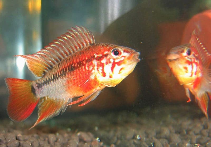Apistogramma Macmasteri