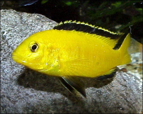 Labidochromis Caeruleus Yellow