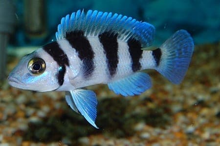 Lamprologus Tretocephalus