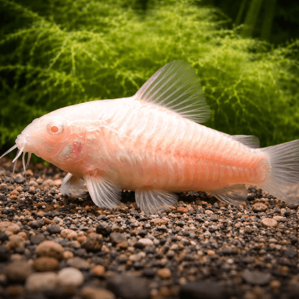 Corydoras Albino