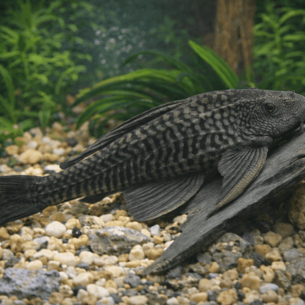 Hypostomus Plectomus