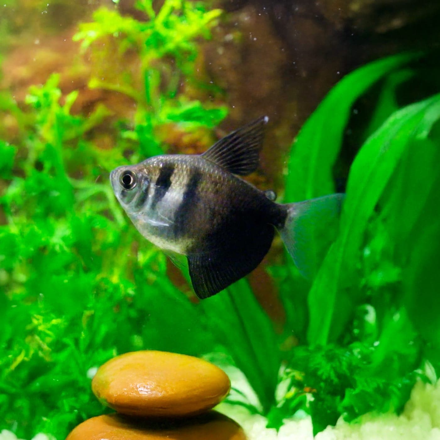 Rouw Tetra