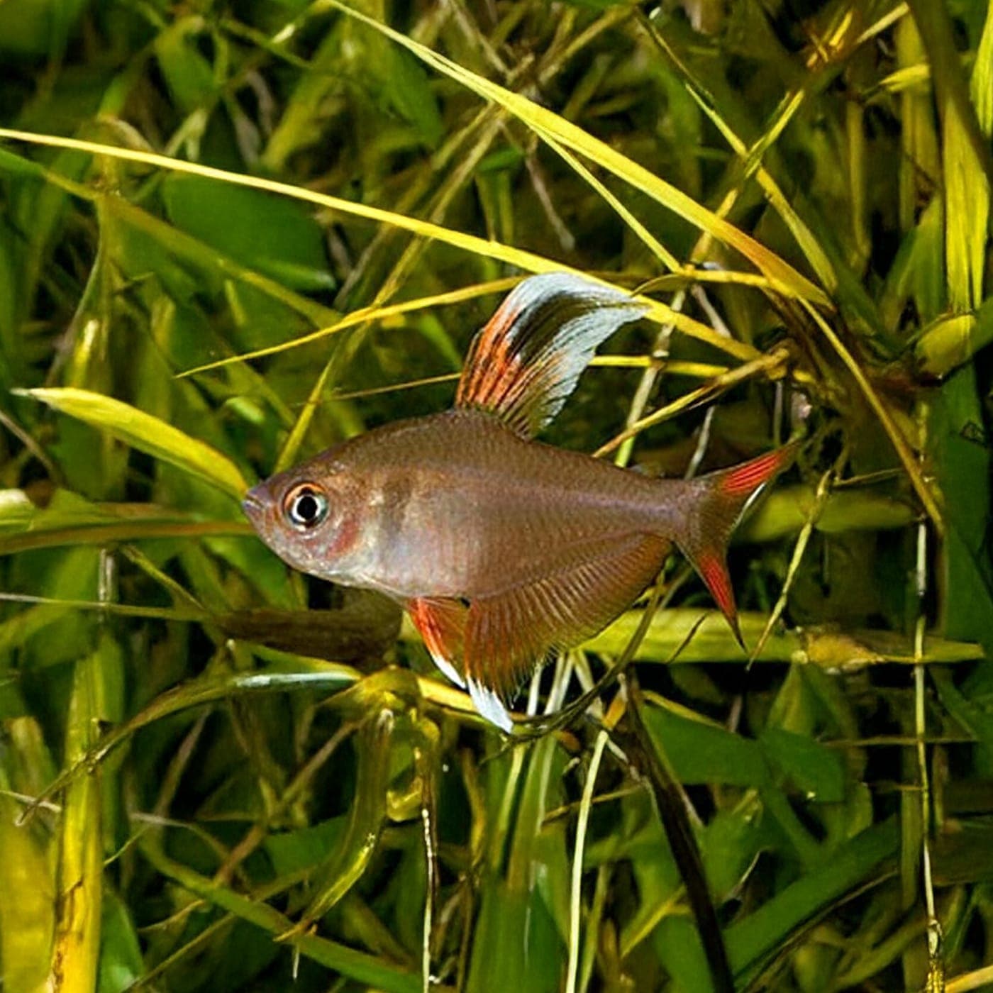 Roze Tetra