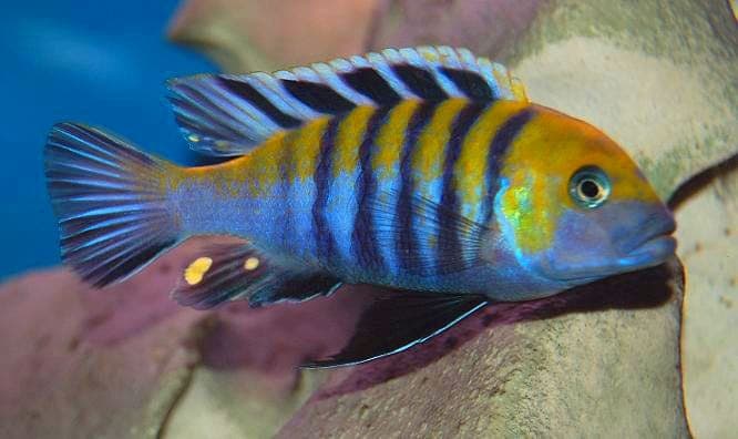 Malawicichlide