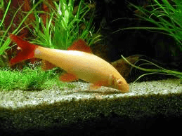 Albino Labeo