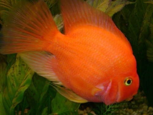 Papagaai Cichlide Bloed Rood