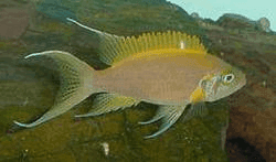 Lamprologus Daffodil