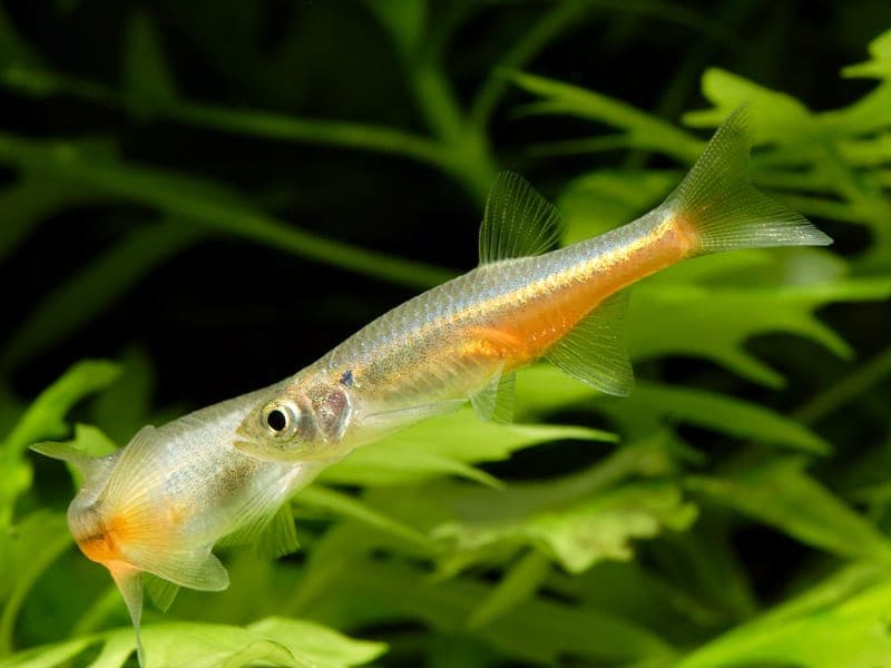 Devario Sondhii (Devario sondhii) aquariumvis