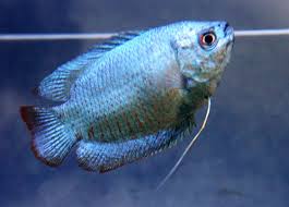 Dwerg Gourami Cobalt Bleu