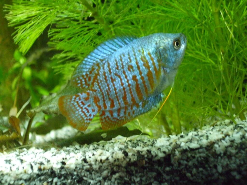 Dwerg Gourami