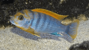 Labidochromis Hongi Red Top