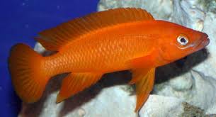 Lamprologus Leleupi Orange