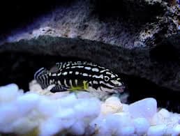 Julidochromis Marlieri.