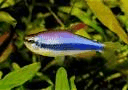 Keizertetra Blauw