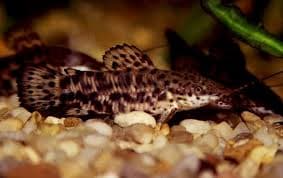 Hoplosternum Thoracatum