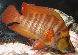 Lamprologus Compressiceps Red Fin