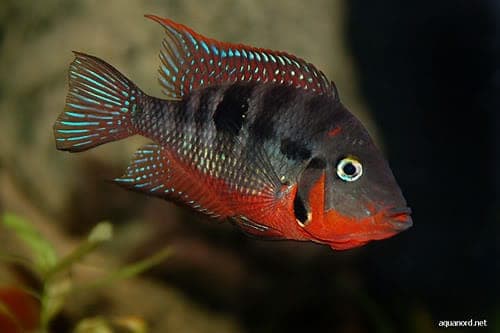 Vuurkeel Cichlide (Thorichthys meeki) aquariumvis