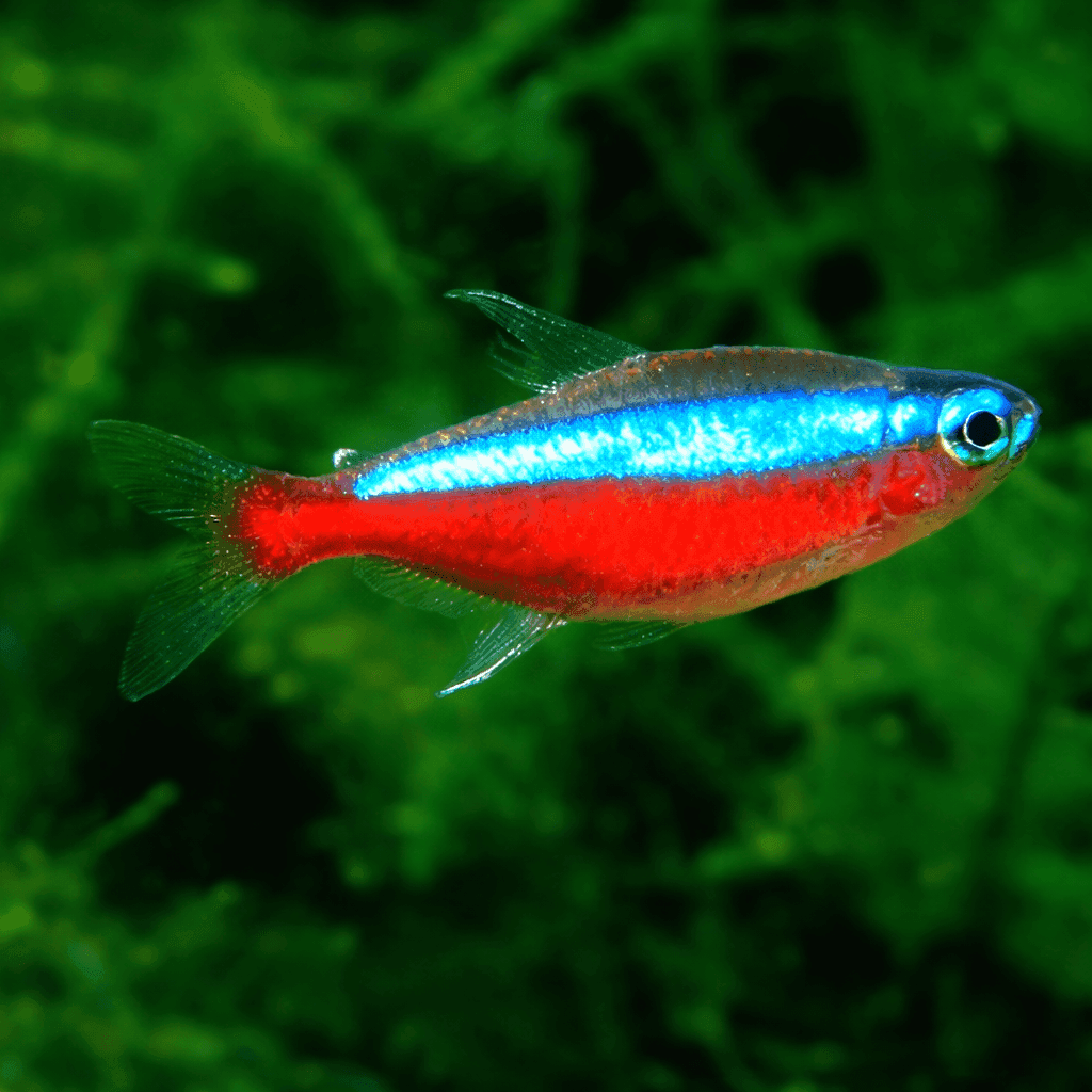 Kardinaal Tetra