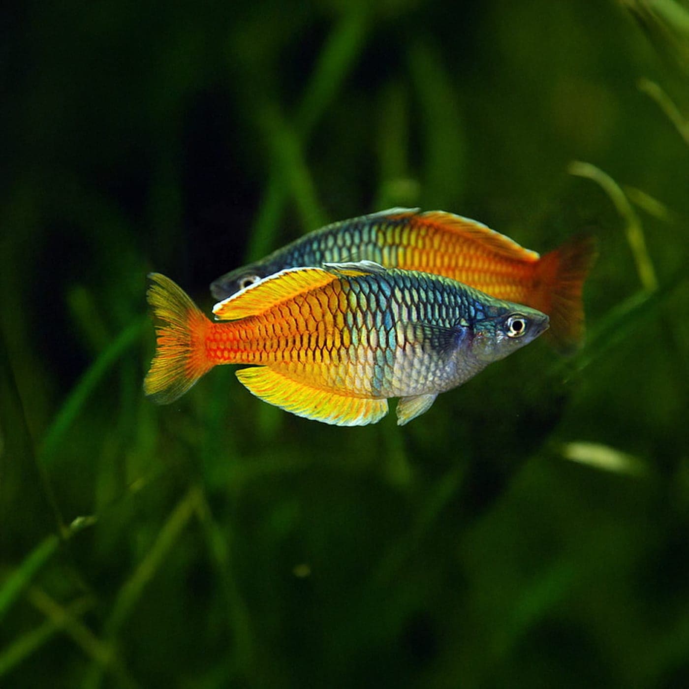 Regenboogzalm Boesemani