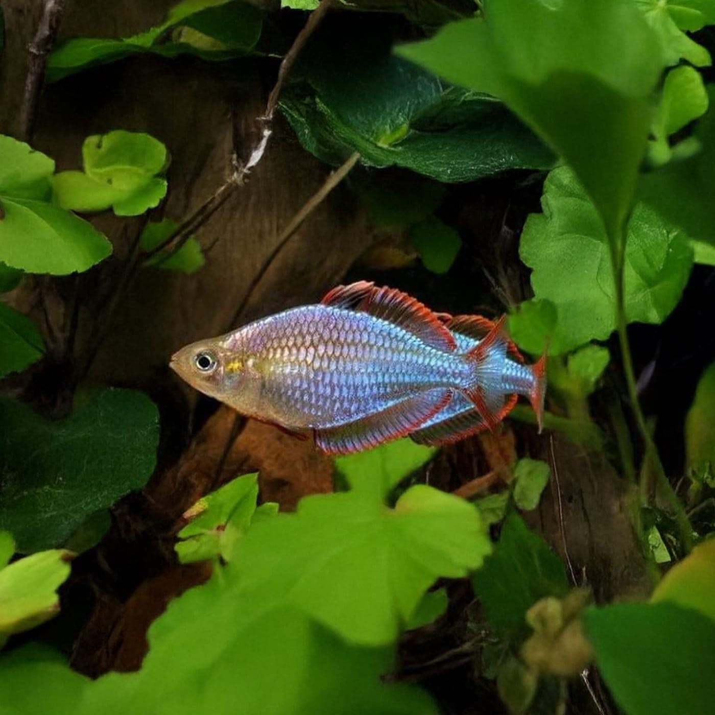Regenboogzalm Praecox