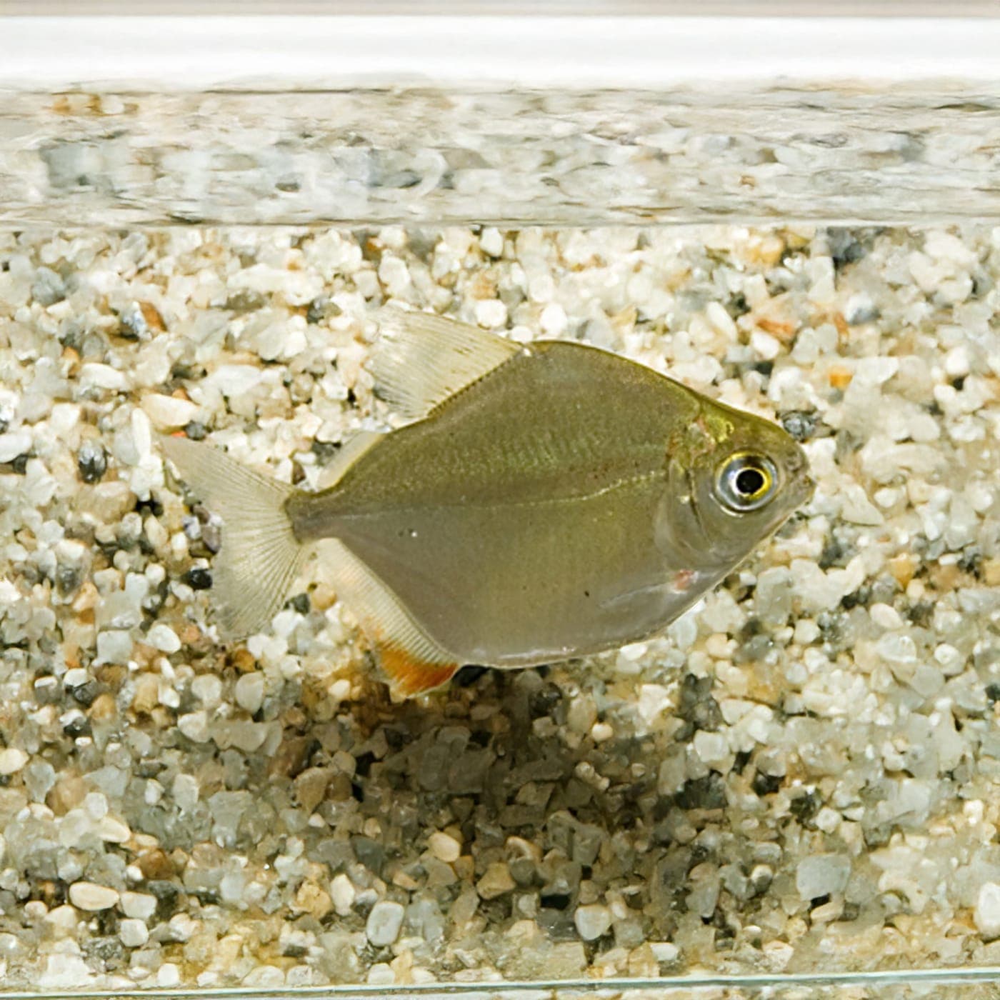 Schijfzalm