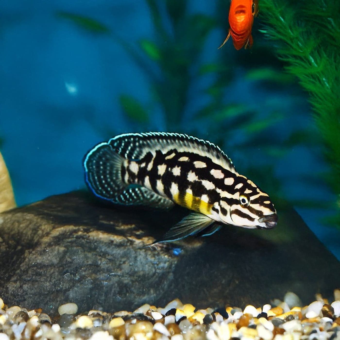 Tanganyikacichlide