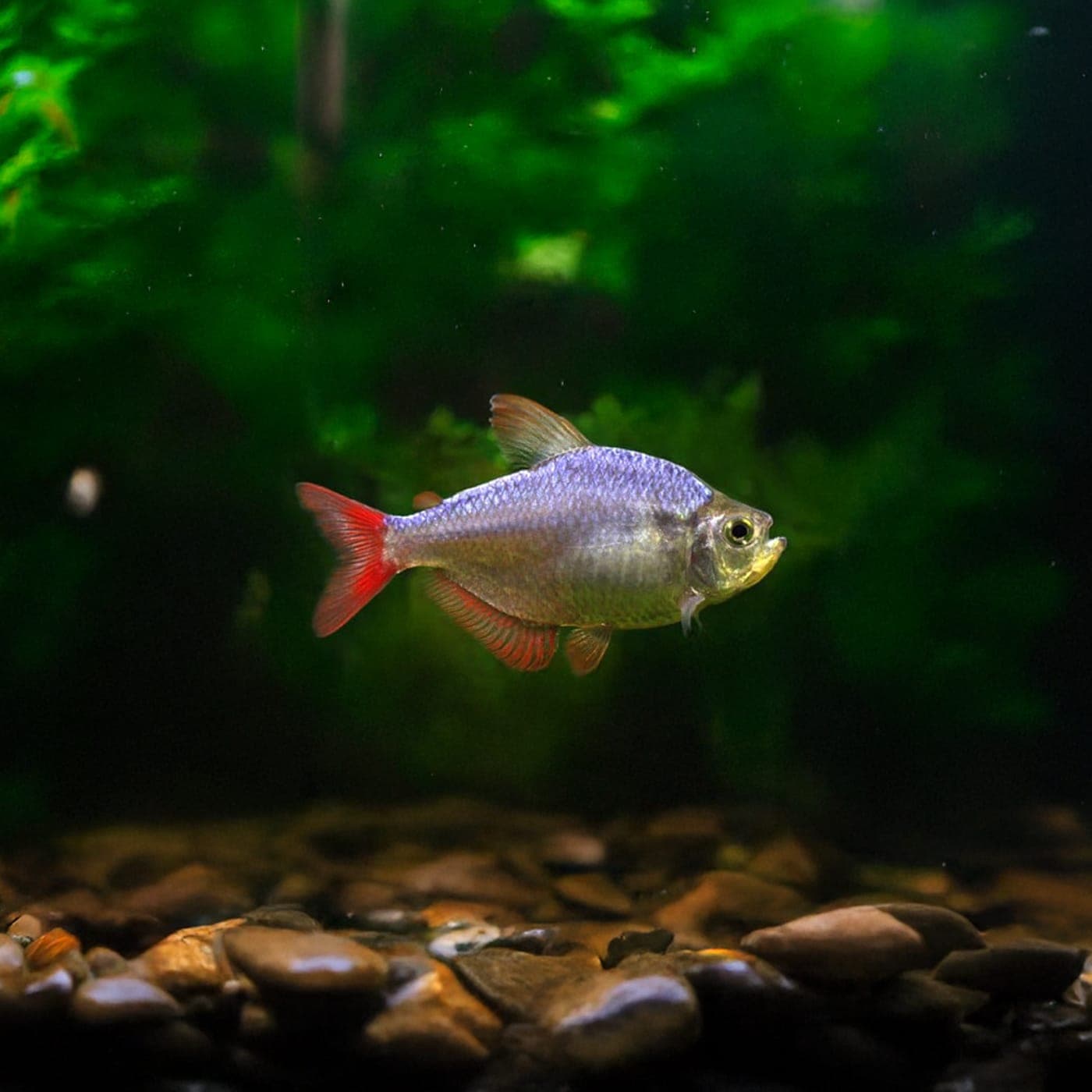 Tetra Colombia