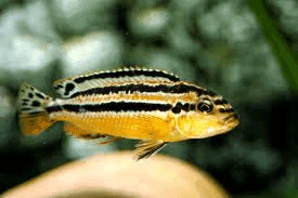 Malawicichlide Auratus