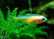 Neontetra Blue Eye Gold (Paracheirodon innesi) aquariumvis