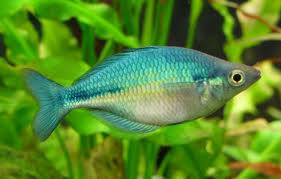 Blue Rainbow Fish