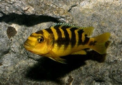 Malawicichlide Crabro